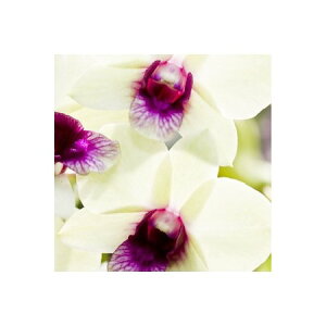 kinari/tXYA}IC VNI[Lbh 30ml /armf006-30mly01z Lhޗ Lh