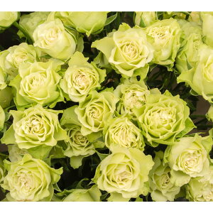 kinari/YA}IC t[eBO[t[ 30ml /armj011-30mly01z Lhޗ Lh