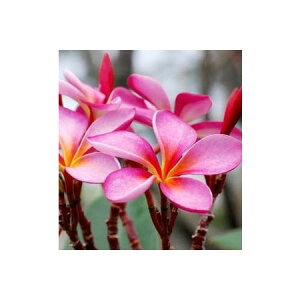 kinari/YA}IC vA 100ml /armj013-100mly01z Lhޗ Lh