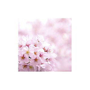 桜 オイルの人気商品 通販 価格比較 価格 Com