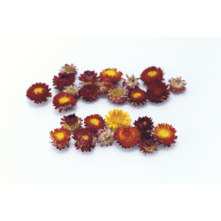 楽天市場 即日 ドライ 大地農園 ヘリクリサム ヘッド サイズアソート 30ｇ ワイン 480ドライフラワー ドライフラワー花材 ヘリクリサム 手作り 材料 花材通販はなどんやアソシエ