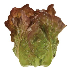 yԁzTj[^X GRBR O[uE/FV001804y01z ԁiA[eBtBVt[j ԎAtFCNt[c t[cAxW^u