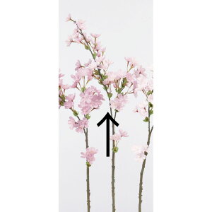 yԁzAXJ/u`×47 ڂ×6 013 CgsN/A-33739-013y01z ԁiA[eBtBVt[j  ԍށusv ij