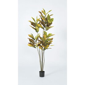 楽天市場 イエロー 植物の種類クロトン 花 観葉植物 花 ガーデン Diy の通販