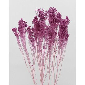 楽天市場 ブルーム 花材の通販