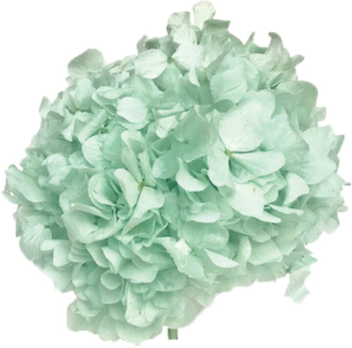 楽天市場 プリザーブド シアン アジサイ 約15ｇ ミントグリーン Pbr 14 01 取寄 プリザーブドフラワー プリザーブドフラワー花材 あじさい 紫陽花 花材通販はなどんやアソシエ