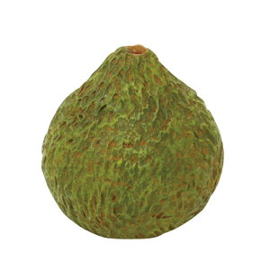 yԁzۘaf/͂ɉ ۋ (S) /400868902y07z ԁiA[eBtBVt[j ԗtAtFCNO[ ہAX