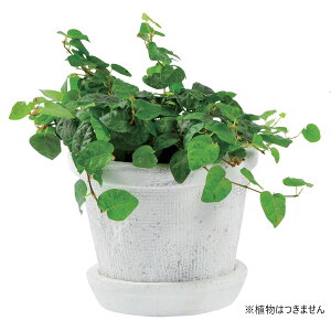 Aؔ  DoLABO/AKx|bg11D5 zCg/64731y07z[6] K[fjOE|pi t[|bg eRb^(fĂ)