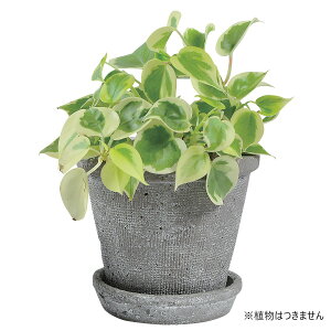 Aؔ  DoLABO/AKx|bg15 O[/64735y07z[6] K[fjOE|pi t[|bg eRb^(fĂ)