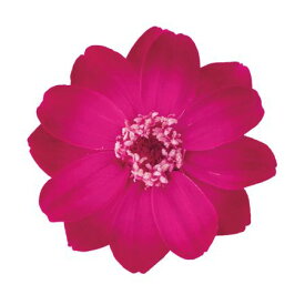 楽天市場 ピンク ルビー 花 観葉植物 花 ガーデン Diy の通販