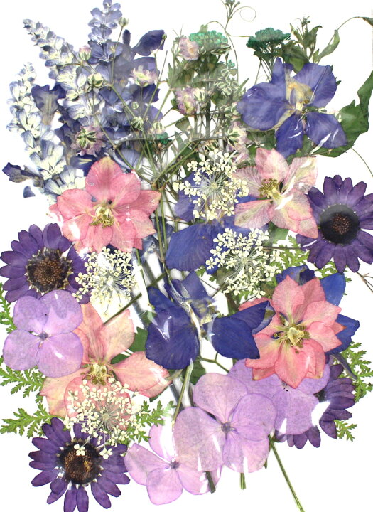 楽天市場 ドライ 押し花 パープル系デザインパック 35輪 1 02p 01 取寄 ドライフラワー 押し花 花材通販はなどんやアソシエ 楽天市場 ドライ 押し花 パープル系デザインパック 35輪 1 02p 01 取寄 ドライフラワー 押し花 花材通販はなどんやアソシエ