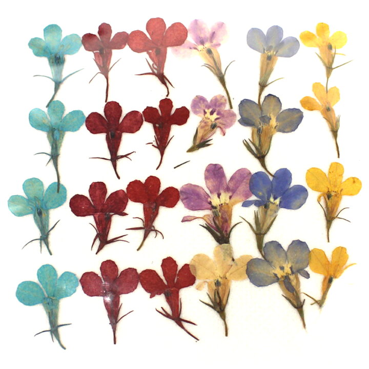 楽天市場 ドライ 押し花 ロベリア 24輪 ミックス 1 148 01 取寄 ドライフラワー 押し花 花材通販はなどんやアソシエ 楽天市場 ドライ 押し花 ロベリア 24輪 ミックス 1 148 01 取寄 ドライフラワー 押し花 花材通販はなどんやアソシエ