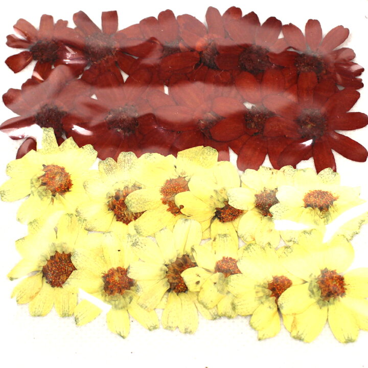 楽天市場 ドライ 押し花 ジニア 24輪 1 149 07 取寄 ドライフラワー 押し花 花材通販はなどんやアソシエ