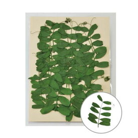 楽天市場 カラスノエンドウの通販