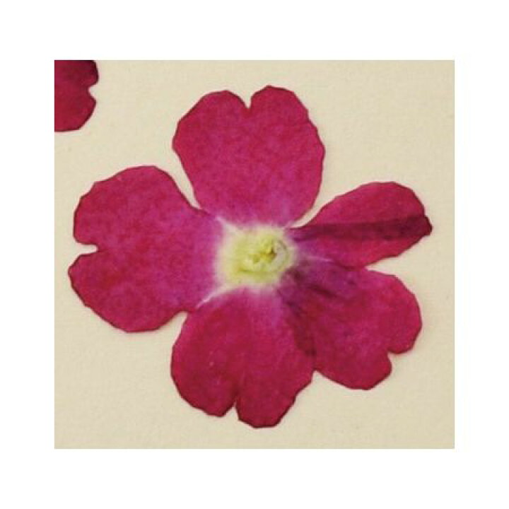 1年保証 日限定07 ドライ 押し花 バーベナ 40輪 ミックス 1 121m ドライフラワー花材 Rmladv Com Br