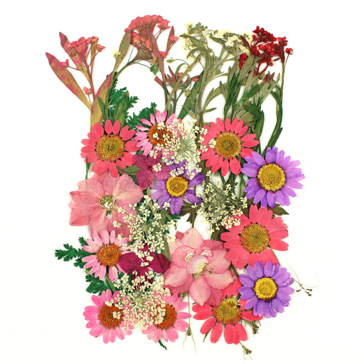 楽天市場 ドライ 押し花 ミックスパックｅ ピンク系ｍｉｘ 01 取寄 ドライフラワー 押し花 花材通販はなどんやアソシエ
