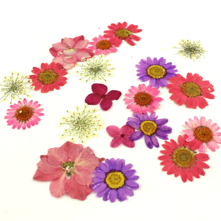 楽天市場 ドライ 押し花 ミックスパックe ピンク系mix 01 取寄 ドライフラワー 押し花 花材通販はなどんやアソシエ 楽天市場 ドライ 押し花 ミックスパックe ピンク系mix 01 取寄 ドライフラワー 押し花 花材通販はなどんやアソシエ