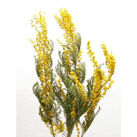 楽天市場 ドライフラワー ミモザの通販