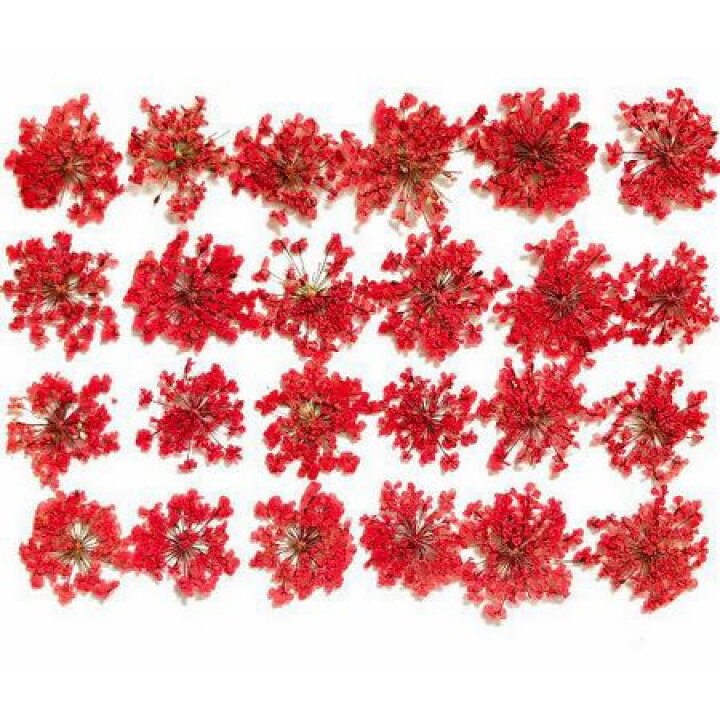 楽天市場 ドライ 押し花 レースフラワー 24輪 赤 1 2r 07 取寄 ドライフラワー 押し花 花材通販はなどんやアソシエ