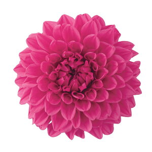 ダリア プリザーブドフラワーの人気商品 通販 価格比較 価格 Com