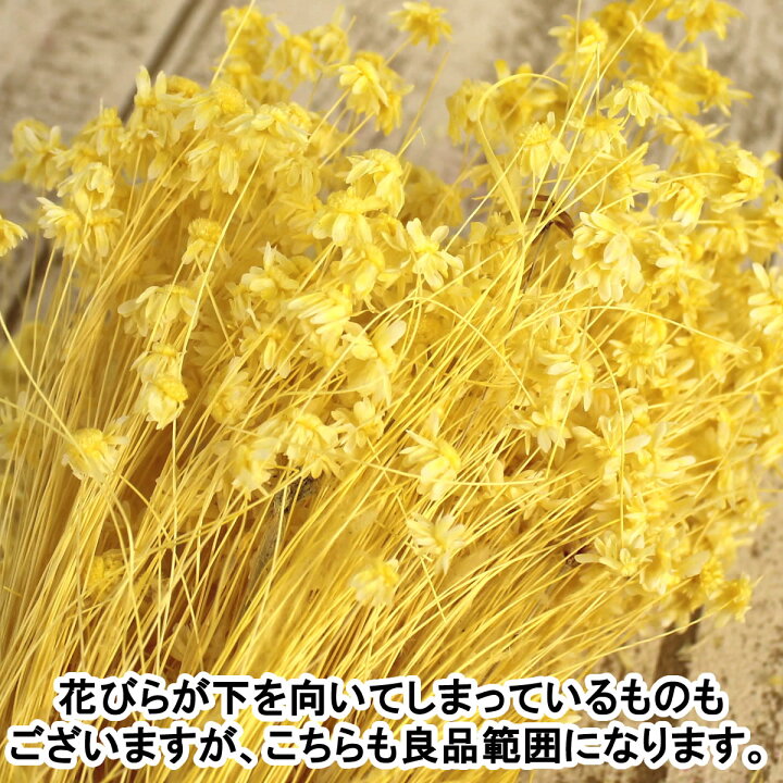 楽天市場】【ドライ】大地農園/スターフラワー・ミニ アップルグリーン 12g/30194-721【01】【取寄】 ドライフラワー ドライフラワー花材 スターフラワー : 花材通販はなどんやアソシエ 楽天市場】【ドライ】大地農園/スターフラワー・ミニ アップルグリーン 12g/30194-721【01】【取寄】 ドライフラワー ドライフラワー花材 スターフラワー : 花材通販はなどんやアソシエ