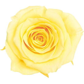 【プリザーブド】【1輪販売】大地農園/ローズ・ミミ　モーニングイエロー/03840-501【10】 プリザーブドフラワー プリザーブドフラワー花材 バラ（ローズ）