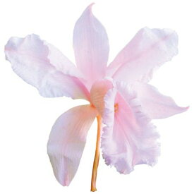 楽天市場 デンファレ ソニア の通販