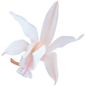 楽天市場 デンファレ ソニア の通販