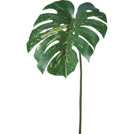 楽天市場 モンステラ バリエガータの通販