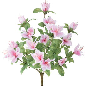 楽天市場 アザレア 花 観葉植物 花 ガーデン Diy の通販 楽天市場 アザレア 花 観葉植物 花 ガーデン Diy の通販
