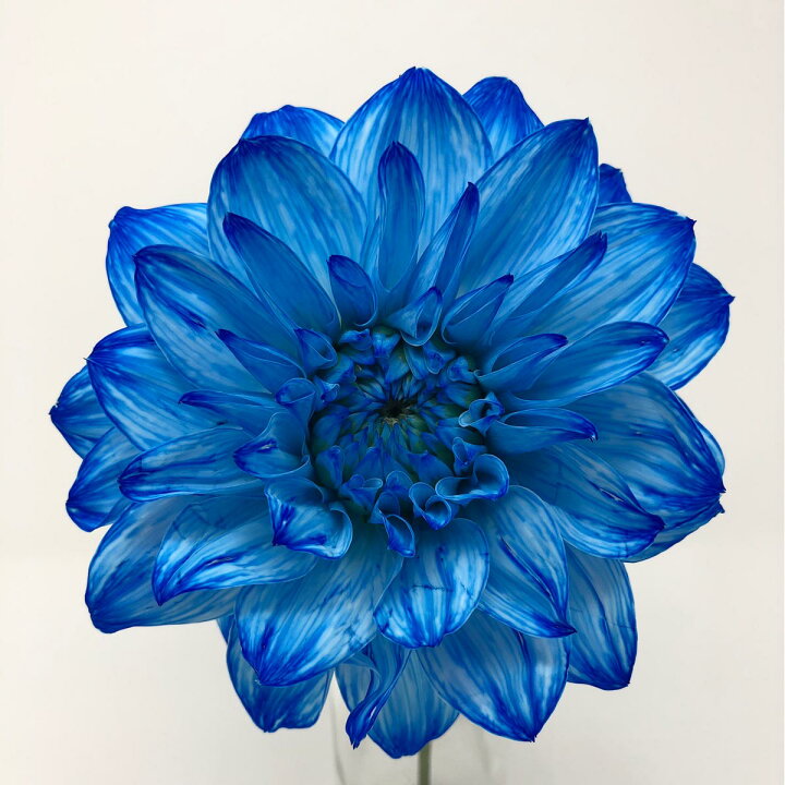 楽天市場 パレス化学 ファンタジー 1ｌ グランブルー 07 取寄 花資材 道具 生花用資材 切花着色剤 花材通販はなどんやアソシエ