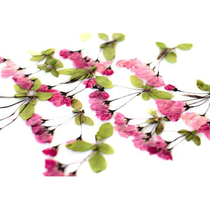 楽天市場 ドライ 押し花 ハナカイドウ 1 012 01 取寄 ドライフラワー 押し花 花材通販はなどんやアソシエ 楽天市場 ドライ 押し花 ハナカイドウ 1 012 01 取寄 ドライフラワー 押し花 花材通販はなどんやアソシエ