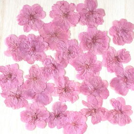 楽天市場 押し花桜の通販