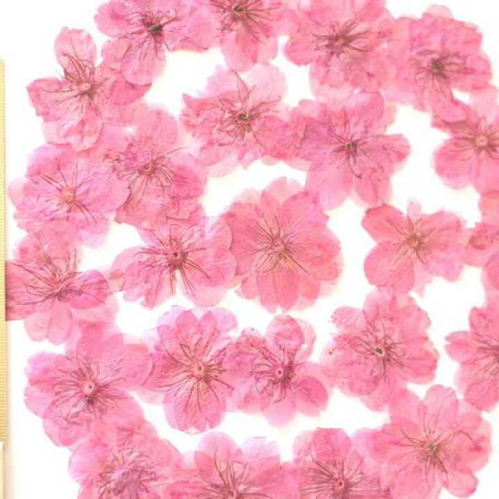 楽天市場 ドライ 押し花 桜 24輪 ピンク染 1 010y 01 取寄 ドライフラワー 押し花 花材通販はなどんやアソシエ