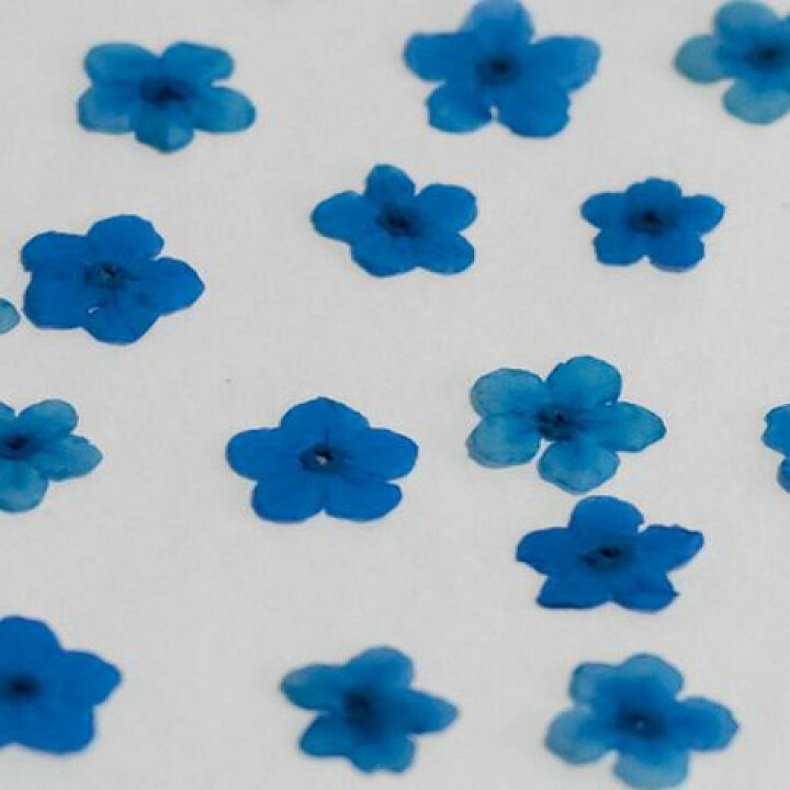 楽天市場 ドライ 押し花 勿忘草 1 142 01 取寄 ドライフラワー 押し花 花材通販はなどんやアソシエ 楽天市場 ドライ 押し花 勿忘草 1 142 01 取寄 ドライフラワー 押し花 花材通販はなどんやアソシエ