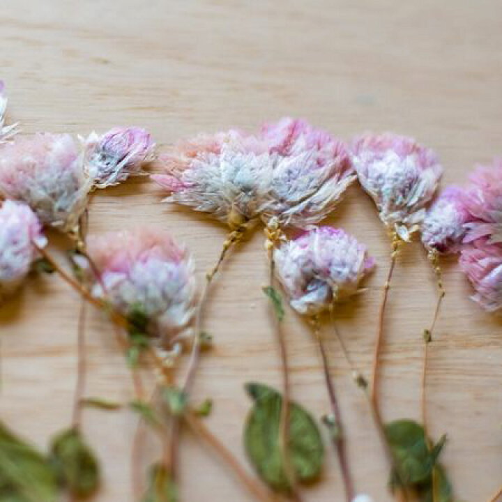 楽天市場 ドライ 押し花 ローダンセ蕾葉付 24輪 ピンク 1 147h K 01 取寄 ドライフラワー 押し花 花材通販はなどんやアソシエ 楽天市場 ドライ 押し花 ローダンセ蕾葉付 24輪 ピンク 1 147h K 01 取寄 ドライフラワー 押し花 花材通販はなどんやアソシエ