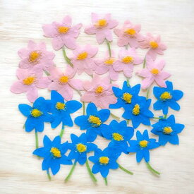 楽天市場 押し花の通販 楽天市場 押し花の通販