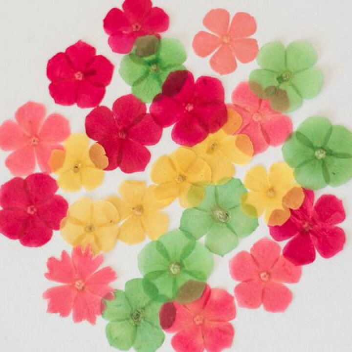 楽天市場 ドライ 押し花 フロックス 24輪 ミックス 1 26 07 取寄 ドライフラワー 押し花 花材通販はなどんやアソシエ