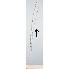 【造花】アスカ/ウィロー シルバー/A-73365-050【07】【取寄】 造花（アーティフィシャルフラワー） 造花枝物 ヤナギ