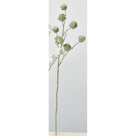 楽天市場 ほおずき 種類 植物 セージ 花 観葉植物 花 ガーデン Diy の通販