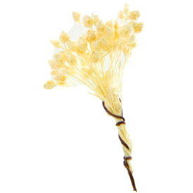 楽天市場 ブルーム 花材の通販