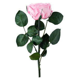 �y�v���U�[�u�h�z�t���[���G�o�[/�K�[�f�����[�Y�L���T�����X�e���t 1�{ �x�C�r�[�s���N/FL5042-07�y01�z �v���U�[�u�h�t�����[ �v���U�[�u�h�t�����[�ԍ� �o���i���[�Y�j