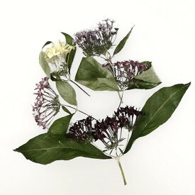 楽天市場 ペンタス 花の通販