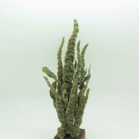 《10％OFFセール》【ドライ】東花/アマランサス 約30g ナチュラル/76144【07】 ドライフラワー ドライフラワー花材 その他ドライフラワー花材 ハンドメイド材料 クラフト素材 夏 秋 クリスマス ハロウィン ブライダル ハーバリウムに合う花材