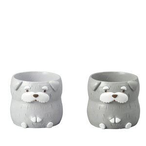 Aؔ  GREENHOUSE/gW|bg ViEU[ /2×e3/4797Sy01z[6] K[fjOE|pi t[|bg `[t