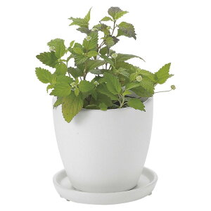 Paseo/Z~bNv^[/JT-10-10WHy01z[3] K[fjOE|pi AؔEt[|bg EZ~bN