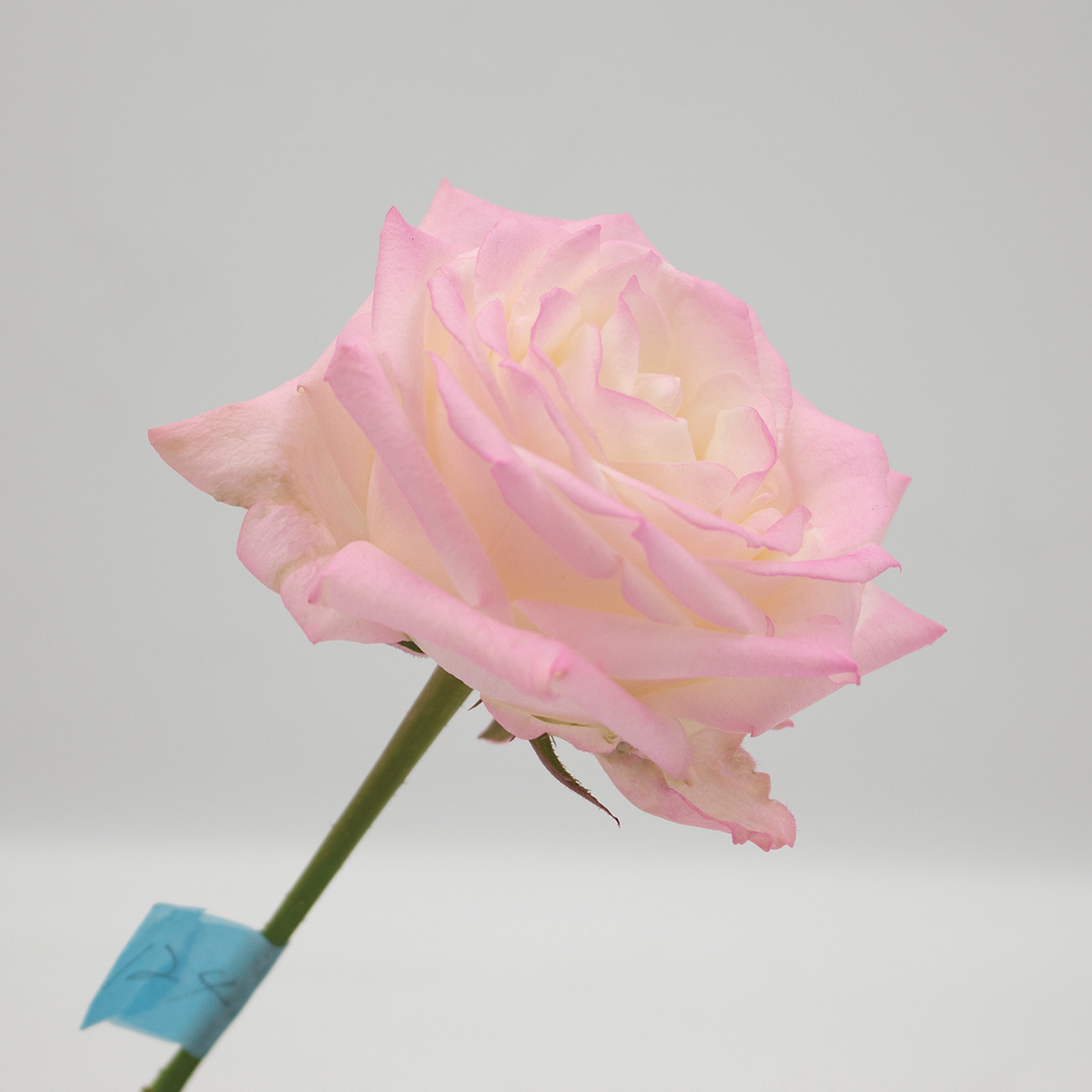 安い安いオアシス Just For Flowers(カラースプレー) ペチュニアピンク 400ｍｌ 124 花資材・道具 グリッター、カラースプレー  花・観葉植物用品