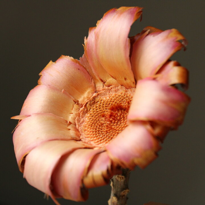 コンパクタ ナチュラル ドライフラワー 枝もの 取寄せ品 59 Off コンパクタ ナチュラル ドライフラワー 枝もの 取寄せ品 59 Off