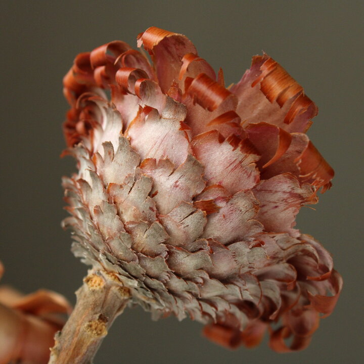 コンパクタ ナチュラル ドライフラワー 枝もの 取寄せ品 59 Off コンパクタ ナチュラル ドライフラワー 枝もの 取寄せ品 59 Off