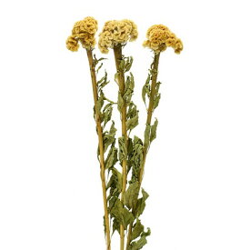 楽天市場 ドライ フラワー ケイトウ 花 ガーデン Diy の通販